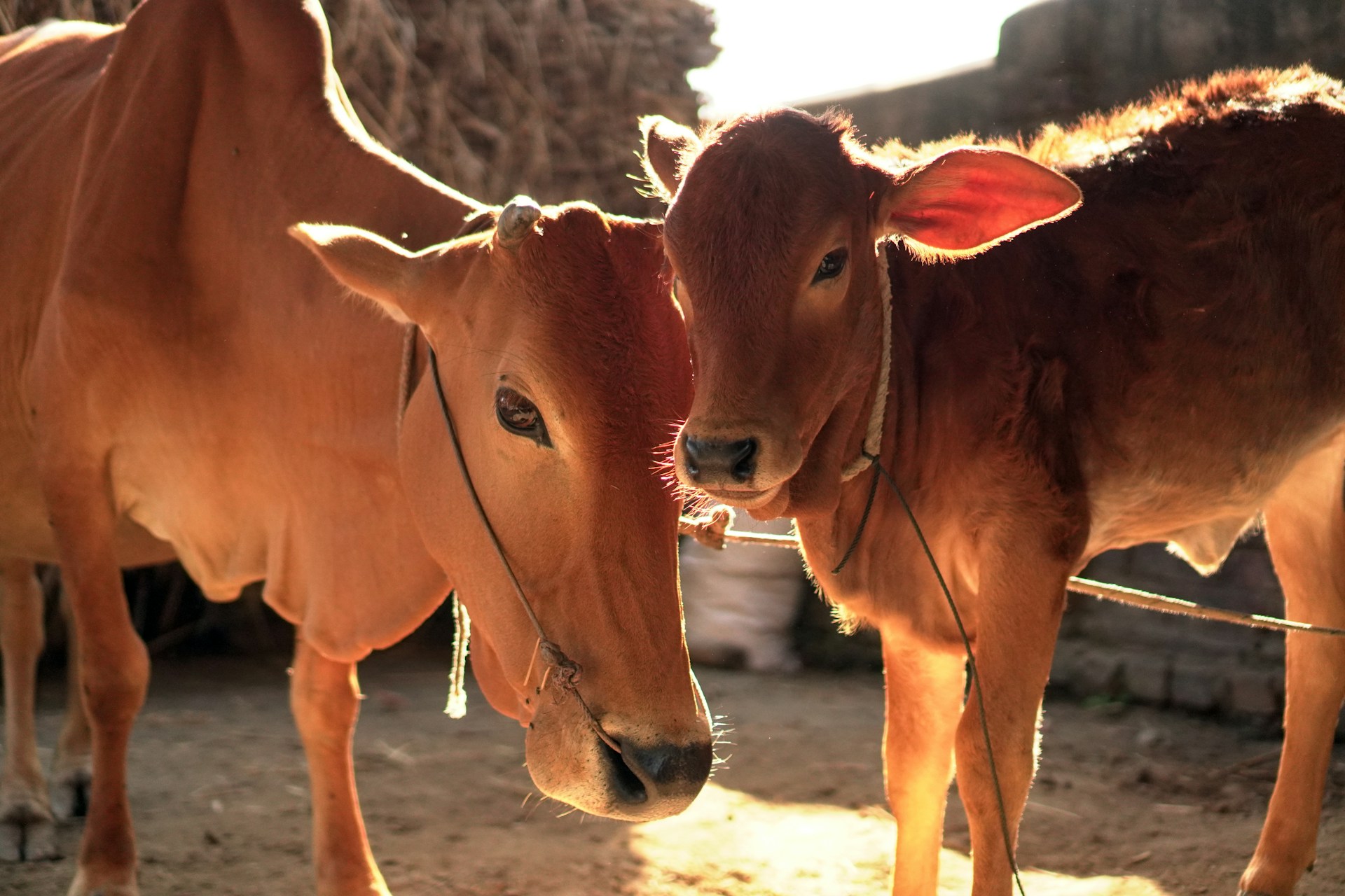 Cattle, Poultry and Fisheries
